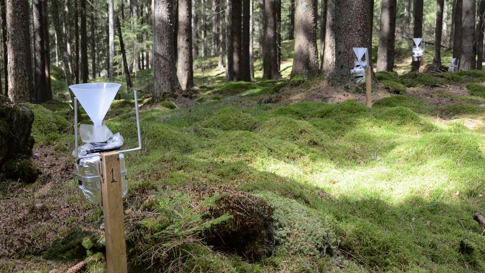 En lufthaltsmätning sylinder som hänger på en stolpe i ett tätbevuxet skogsområde.